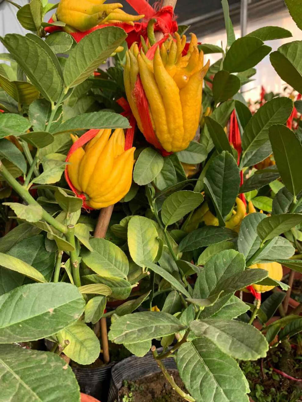 带果金华佛手盆景室内客厅观赏千佛手佛手柑室外庭院种植水果树苗绿达