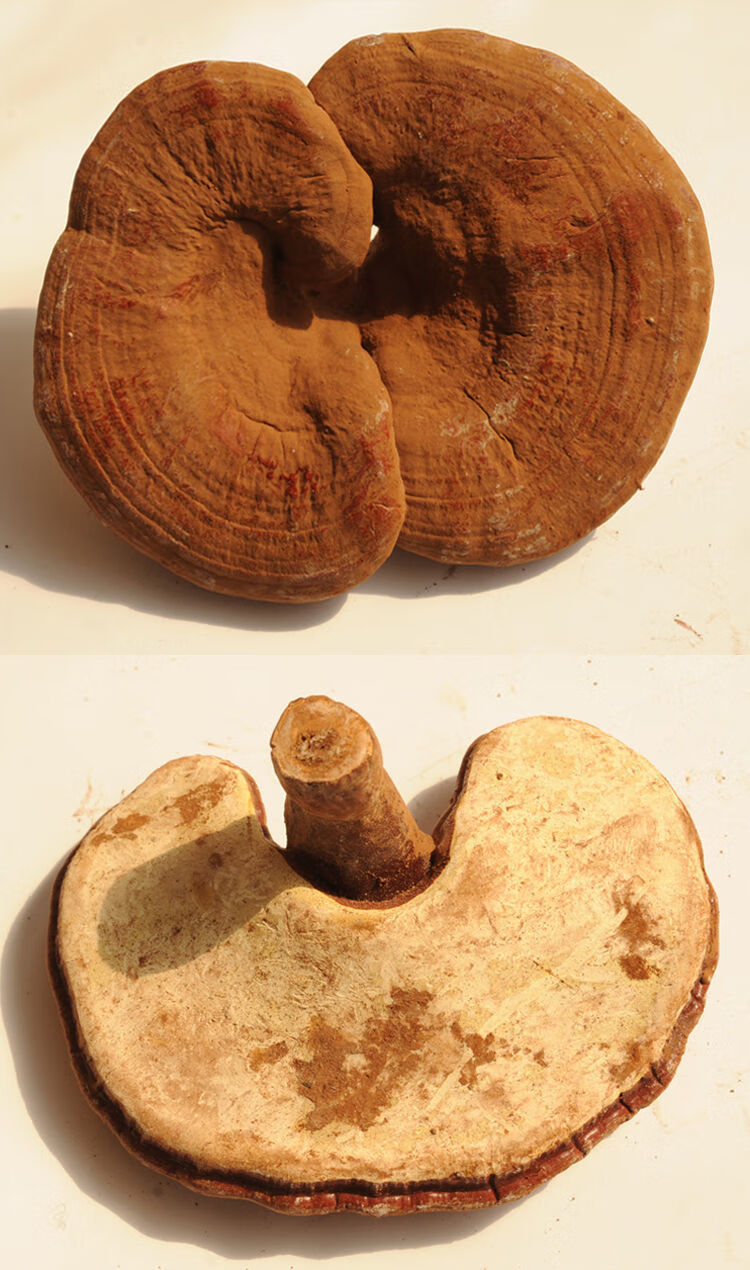 灵芝整朵【一斤装】正宗长白山赤灵芝整枝泡酒泡茶切片带孢子粉 官方