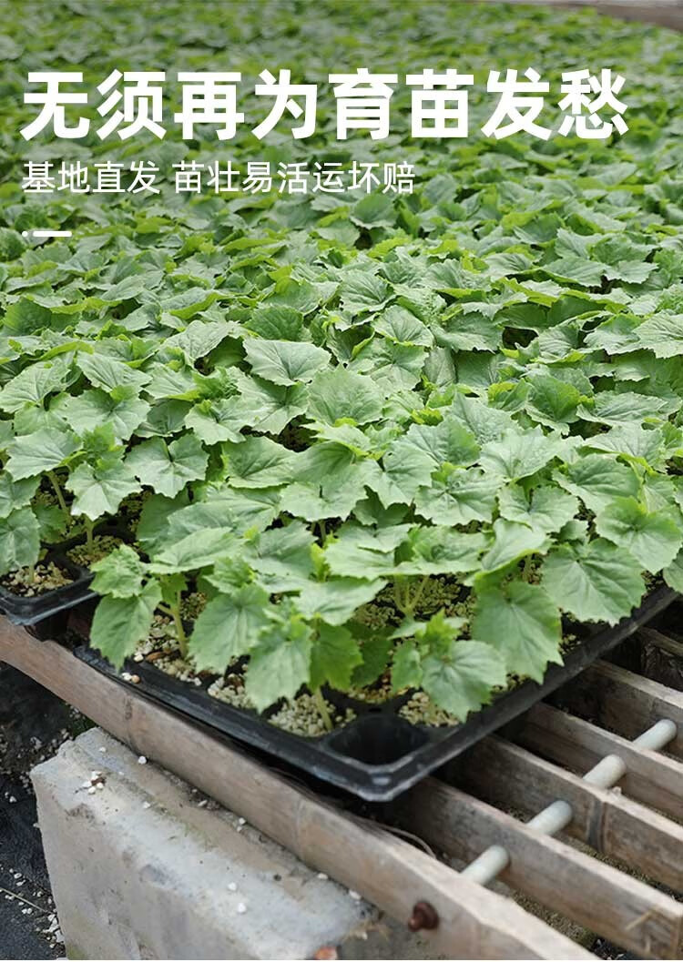 大禹長黃瓜苗種子強雌水果秧苗蔬菜苗四季陽臺盆栽種植大黃瓜苗5棵