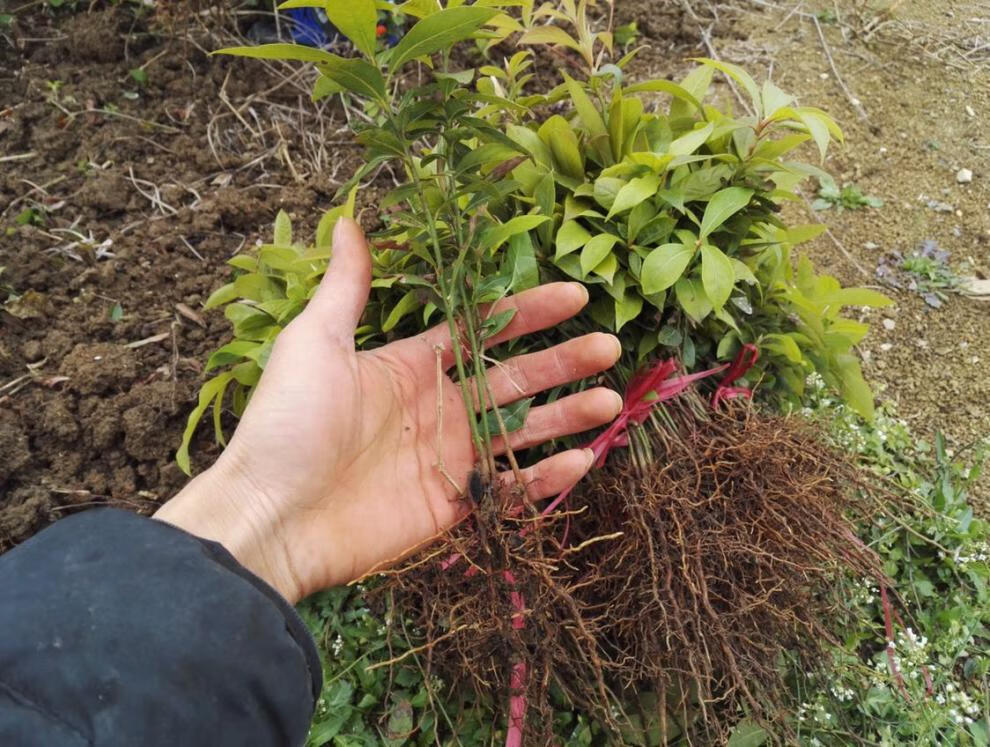 金丝楠木苗(金丝楠木苗多少年成材)