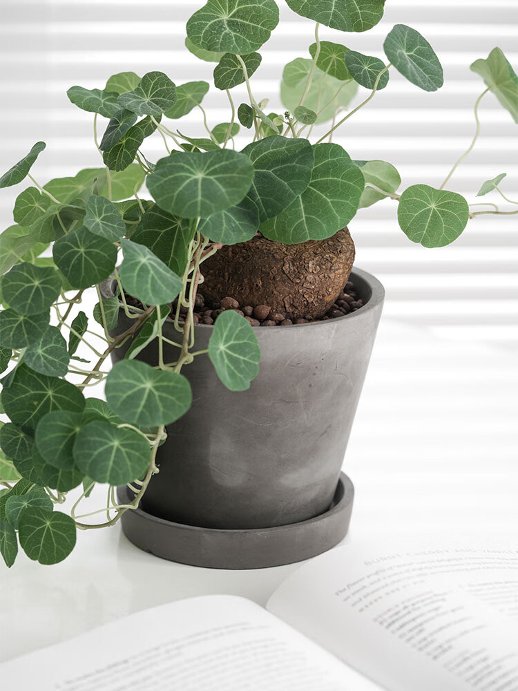 观叶植物泰国圆叶山乌龟办公室室内金不换植物耐养喜阴植物盆栽 绿藤