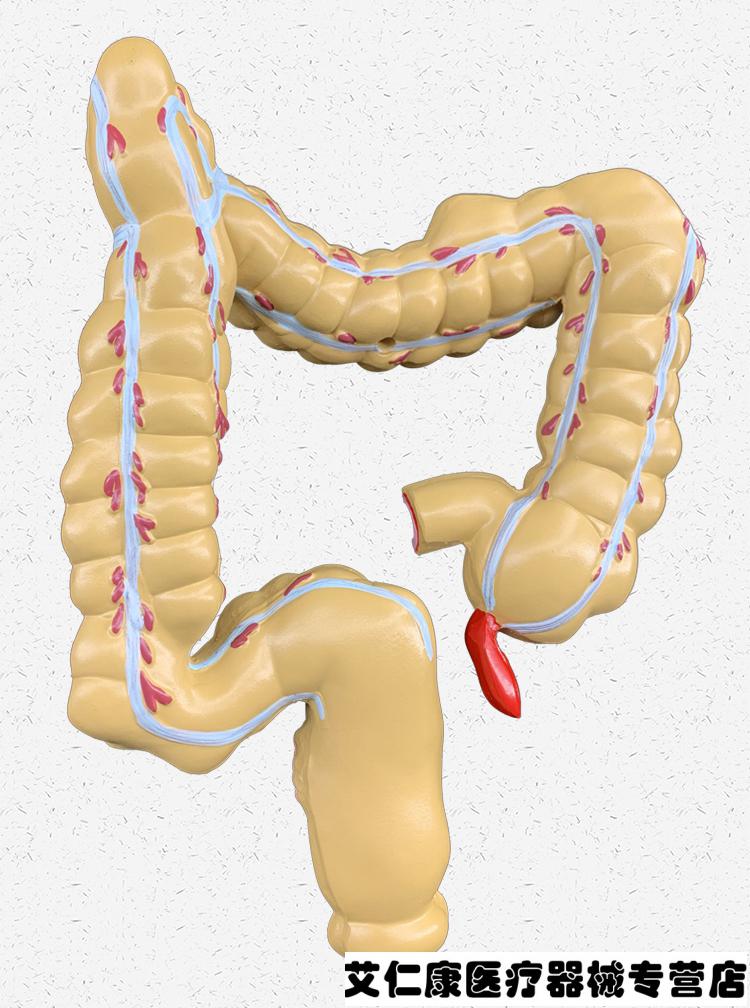 人体解剖模具人体肠胃模型结肠大肠直肠模型医院校用教学演示优质器官
