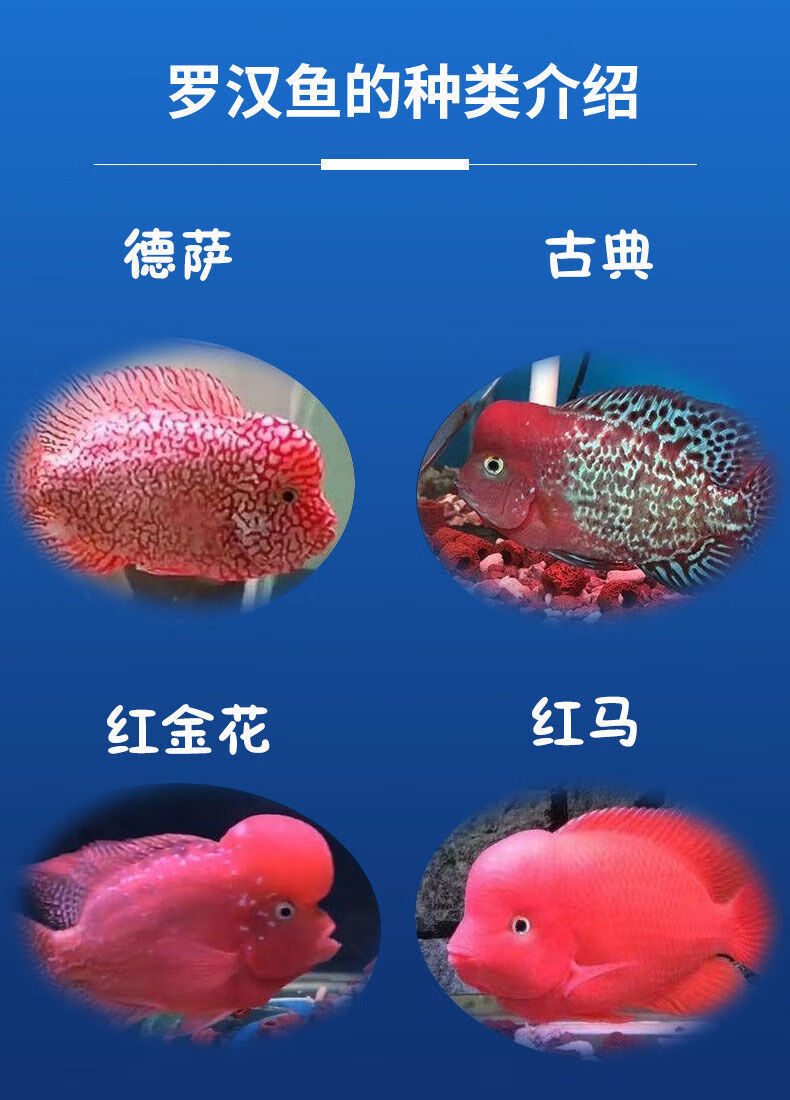 红德萨罗汉鱼寿命图片