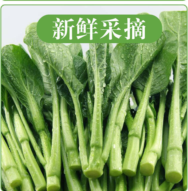 魃鮮廣東小菜心新鮮蔬菜小菜心油菜菜心3斤裝精選3斤裝