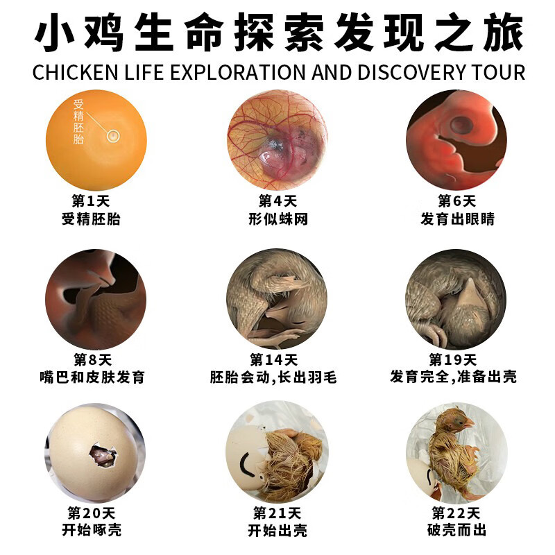 孵化器孵蛋器家用商用小型照蛋器强光孵化用鸡蛋验蛋神器穿透照蛋灯