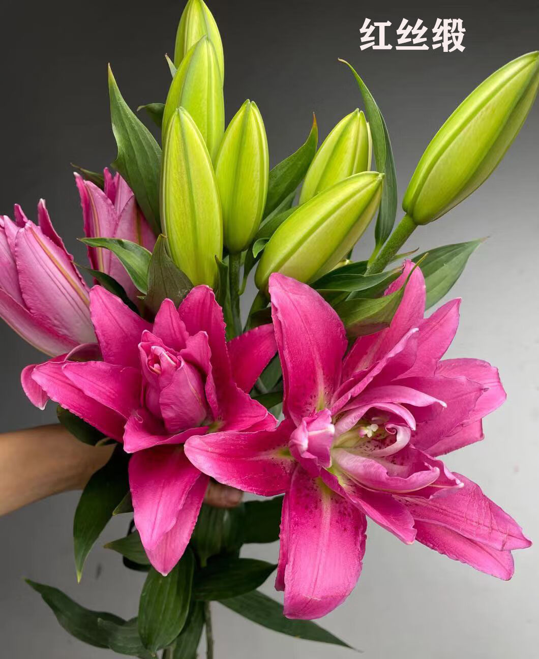 芊阙上新云南基地直发百合花鲜花真花水养香水重瓣百合室内鲜切花速递