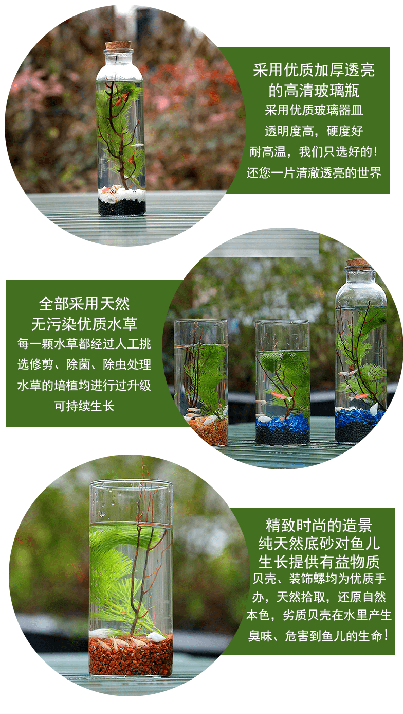 科学生态瓶繁殖快的鱼生态瓶生态鱼微景观斗鱼小鱼虾活体鱼免换水