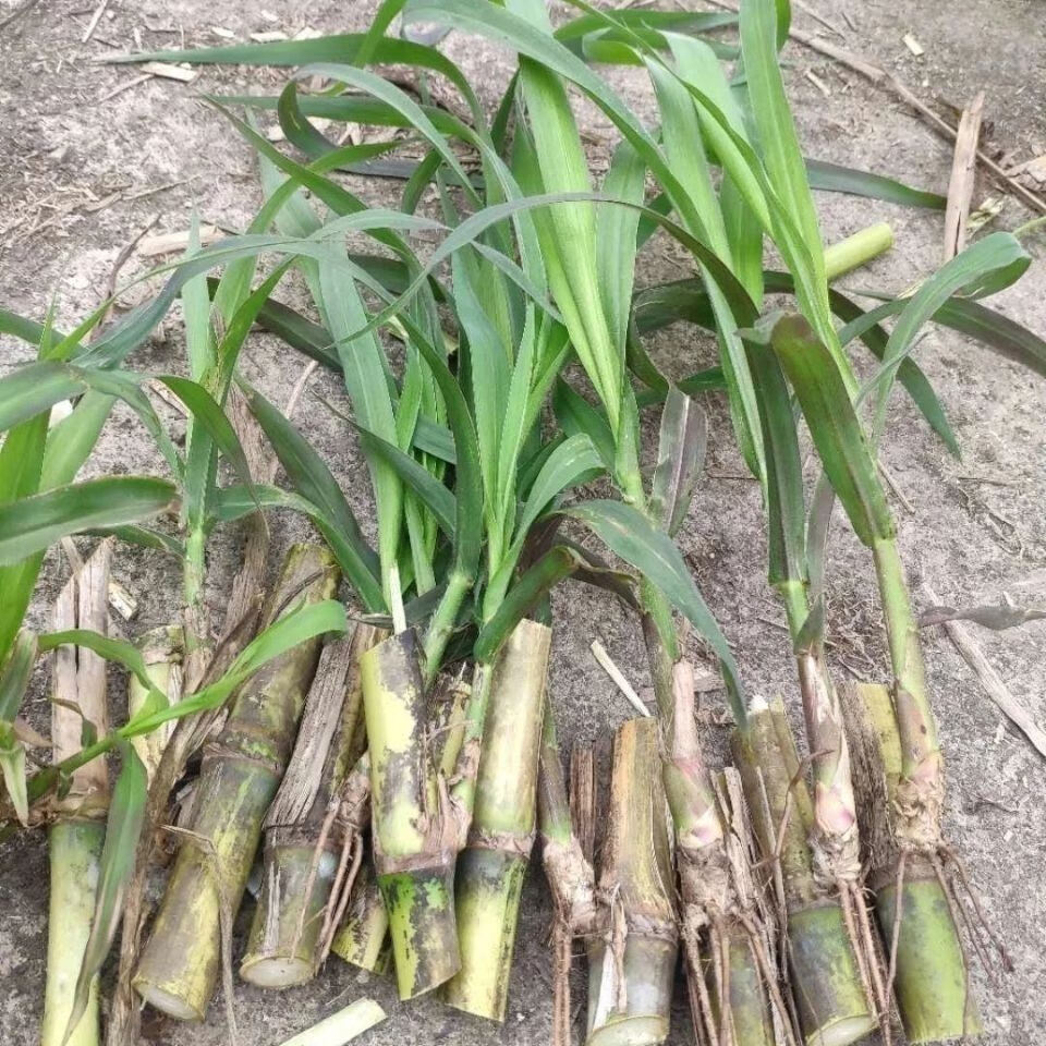 甜象草3号新型皇竹草甜象草种节巨菌草红象草种节高产牧草红象草种节