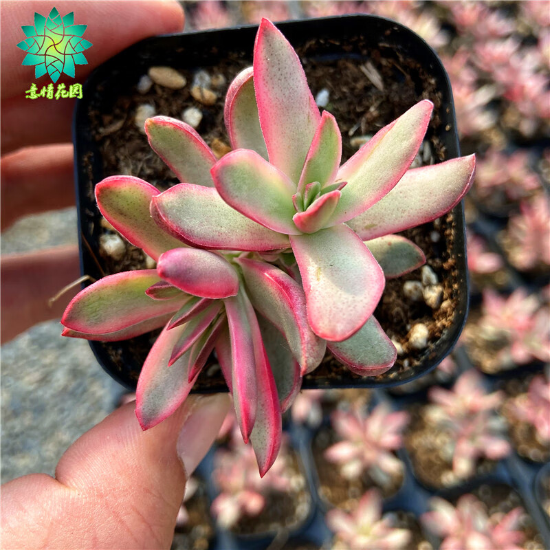 糖果锦多肉植物控养新手肉肉室内花卉组合盆栽超萌肉肉双头56公分裸根