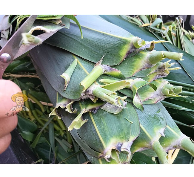 现摘现发新鲜芦苇叶 农家粽子叶粽叶包粽子专用 现