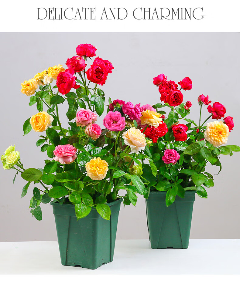 是否含花盆:带盆栽好适用空间:庭院,阳台品种:玫瑰类别:木本花卉开花