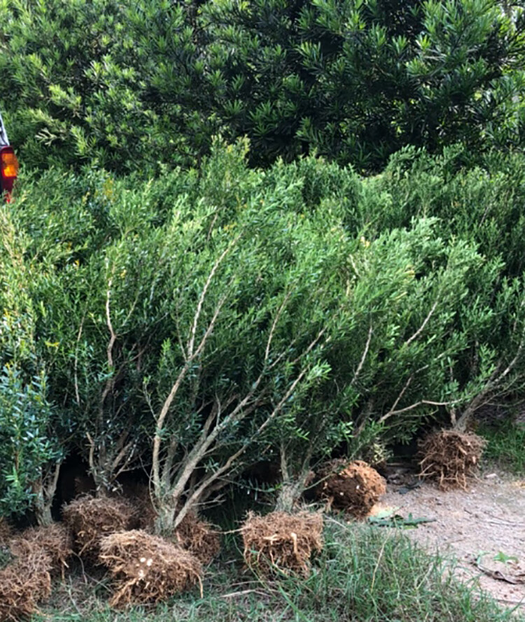 采缇黄杨盆景龙鳞黑珍珠黄杨苗小叶皱皮雀舌黄杨树老桩新品种龙鳞2年