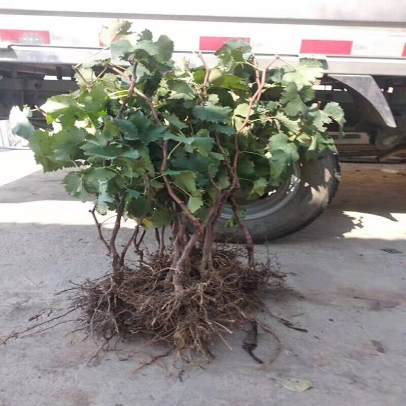 新品种小蜜蜂葡萄苖南方北方盆栽爬藤果树苖四季种植葡萄树苖 4年苗