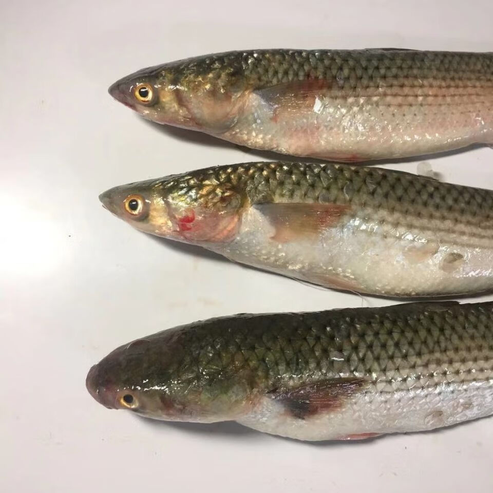 正宗大连渤海湾野生海梭鱼大香梭鱼鲜活梭鱼冷冻海鲜水产【12月28日发