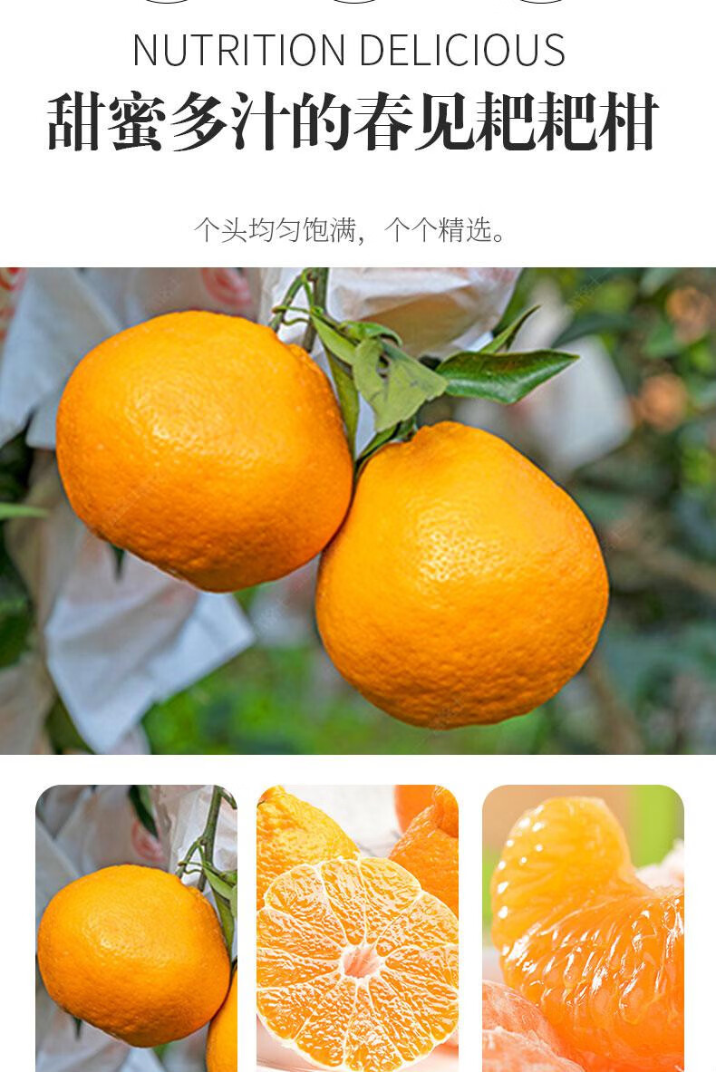 四川春见耙耙柑 粑粑柑 橘子 新鲜时令水果现摘 10斤【图片 价格 品牌
