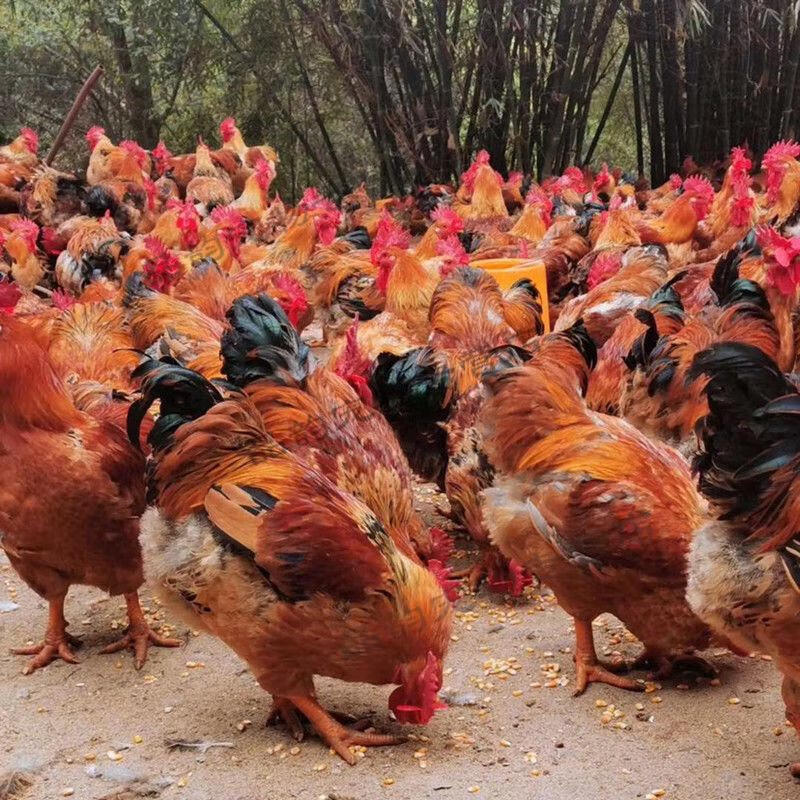 k9种蛋大型高产麻鸡三黄纯种肉鸡种蛋受精蛋可孵化鸡蛋30枚30枚