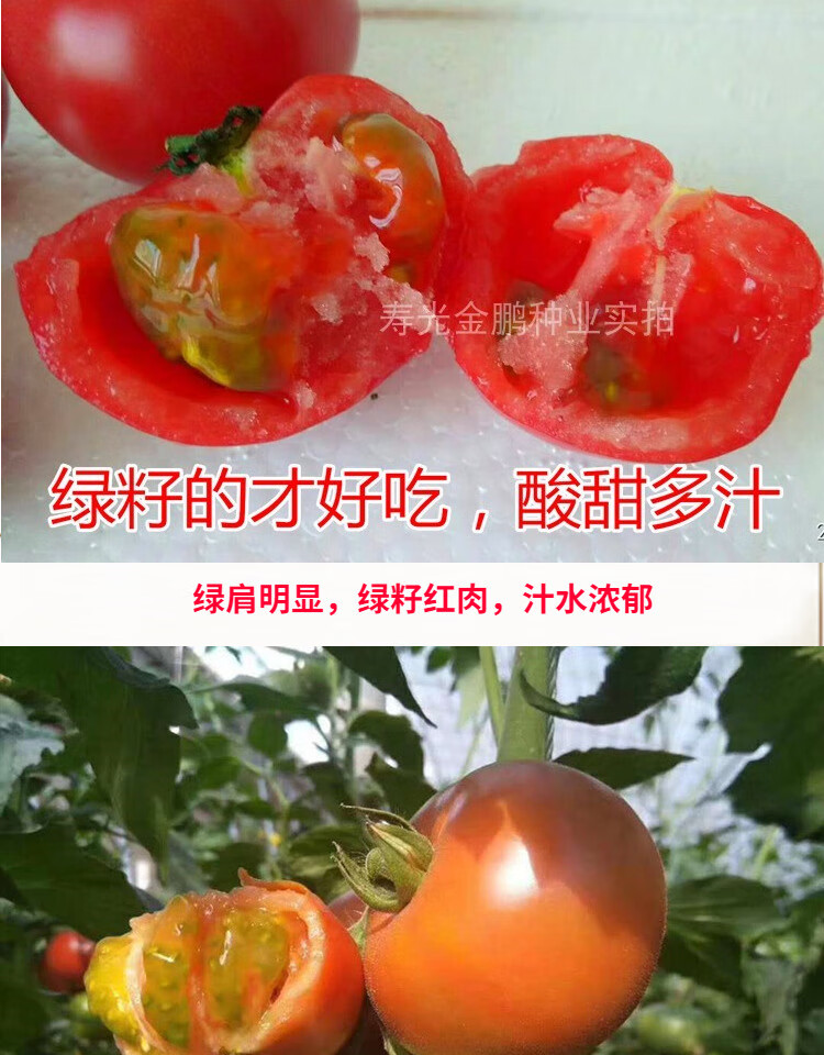 草莓番茄种子丹东铁皮柿子油柿子特色绿肩绿腚西红柿种籽佳美英朗草莓