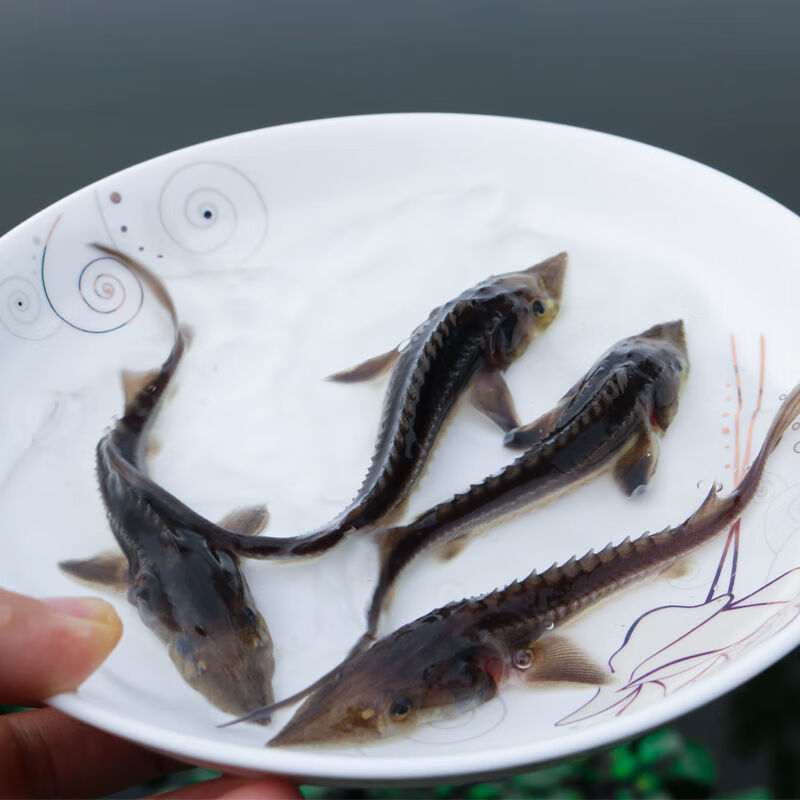 鲟鱼苗鲟龙淡水活体冷水鱼好养耐活养殖食用清道夫尖嘴中华观赏鱼鲟鱼