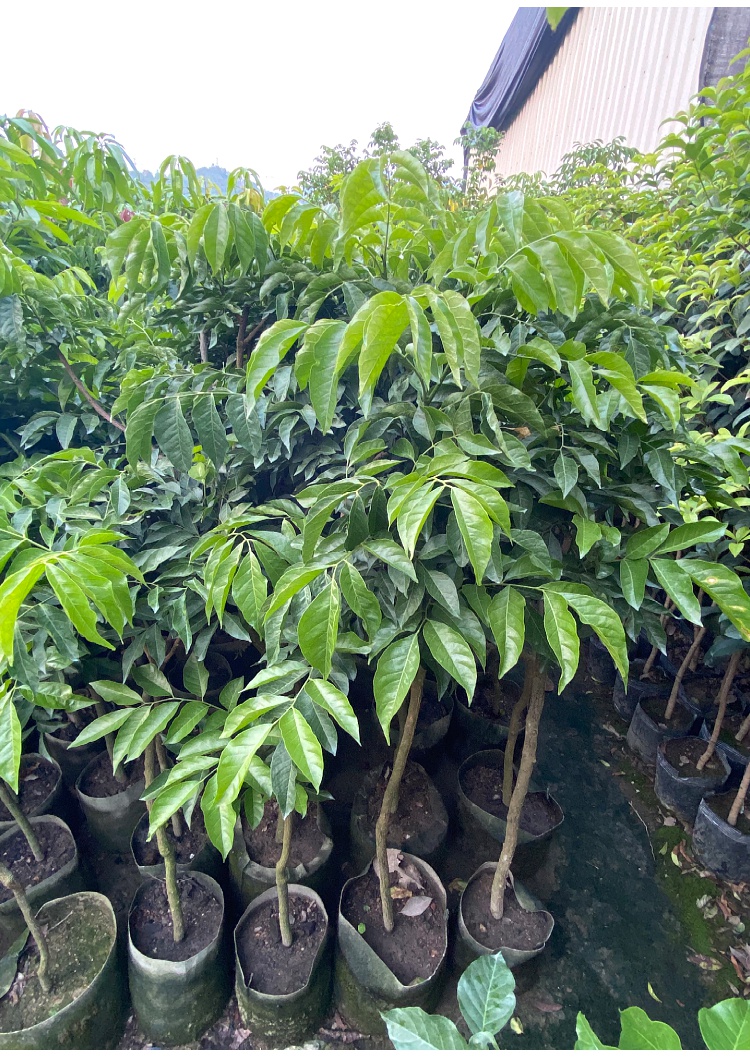 文靜花坊雞心黃皮樹果苗嫁接冰糖無核黃皮果苗黃皮果樹苗盆栽地栽雞心