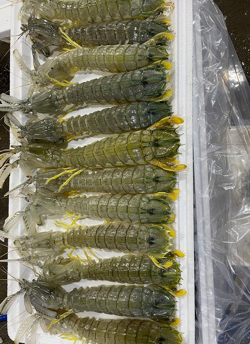 冠季泰国超大皮皮虾特大濑尿虾富贵虾大虾特大鲜活速冻冷冻水产活冻