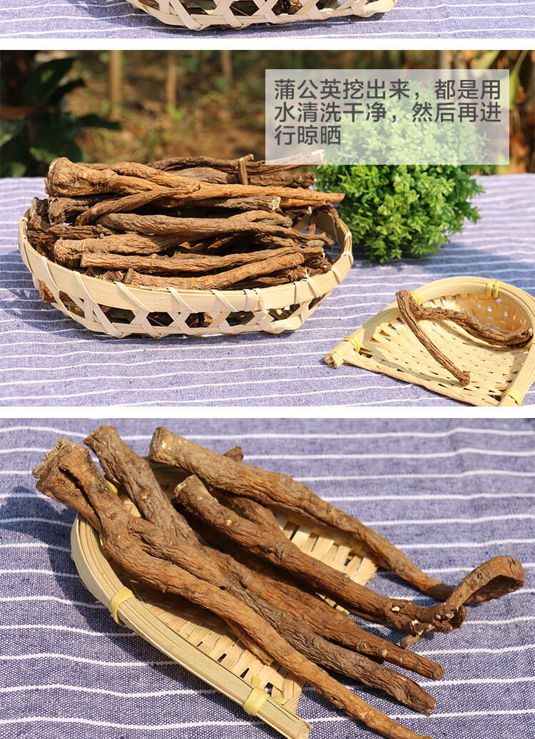 3年生蒲公英根茶纯茶天然带根干的蒲公英茶叶1斤