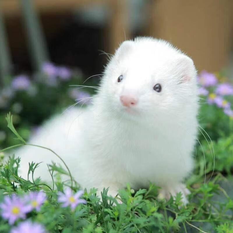 【京选推荐】雪貂花水貂宠物貂活体幼崽粘人可爱安格鲁视频养殖场