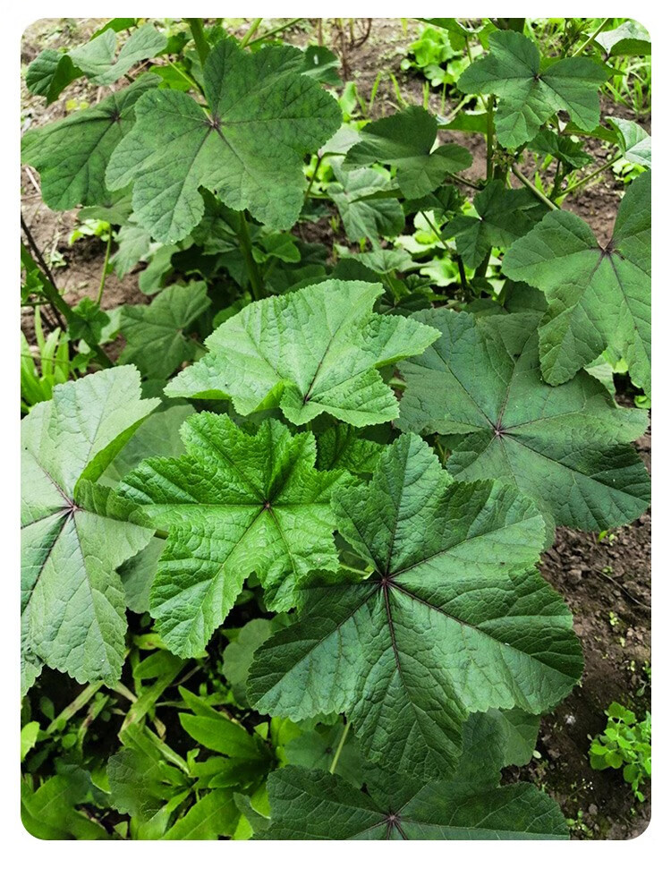 冬寒菜種籽冬莧菜種子冬天菜種秋季冬季籽種蔬菜苗青菜孑菜籽菜苗糯米