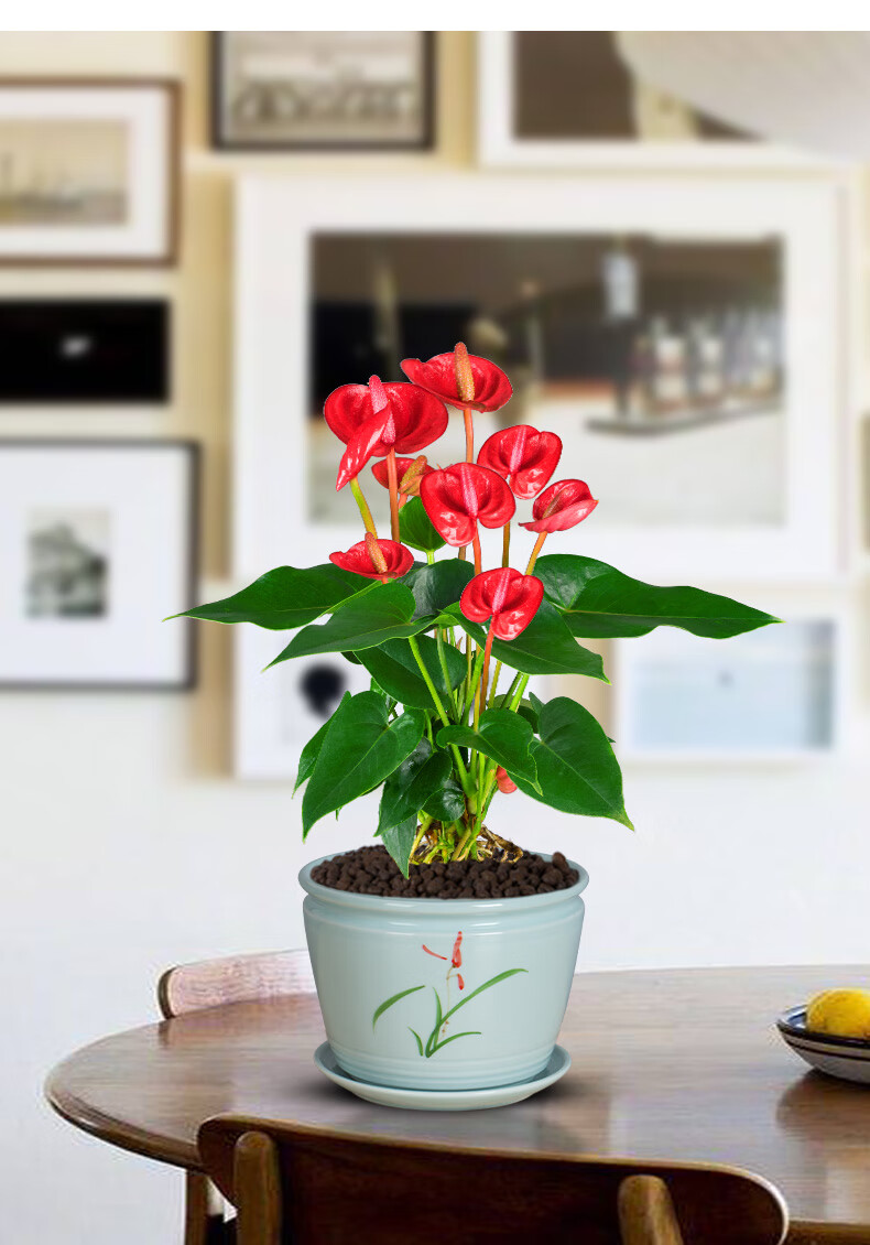 骄阳大红掌花卉盆栽土培水养鸿运当头植物室内花客厅好养绿植盆景t10
