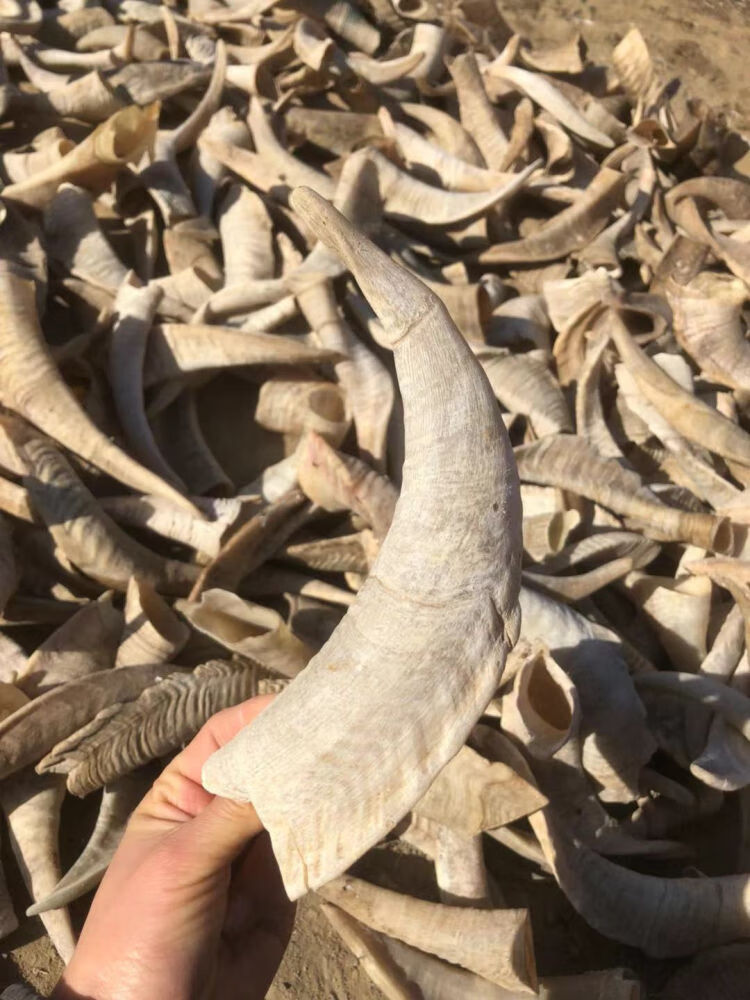 天然山羊角空心原角绵羊角中山羊角丝纯手工山羊角 打孔实心羊角尖长6