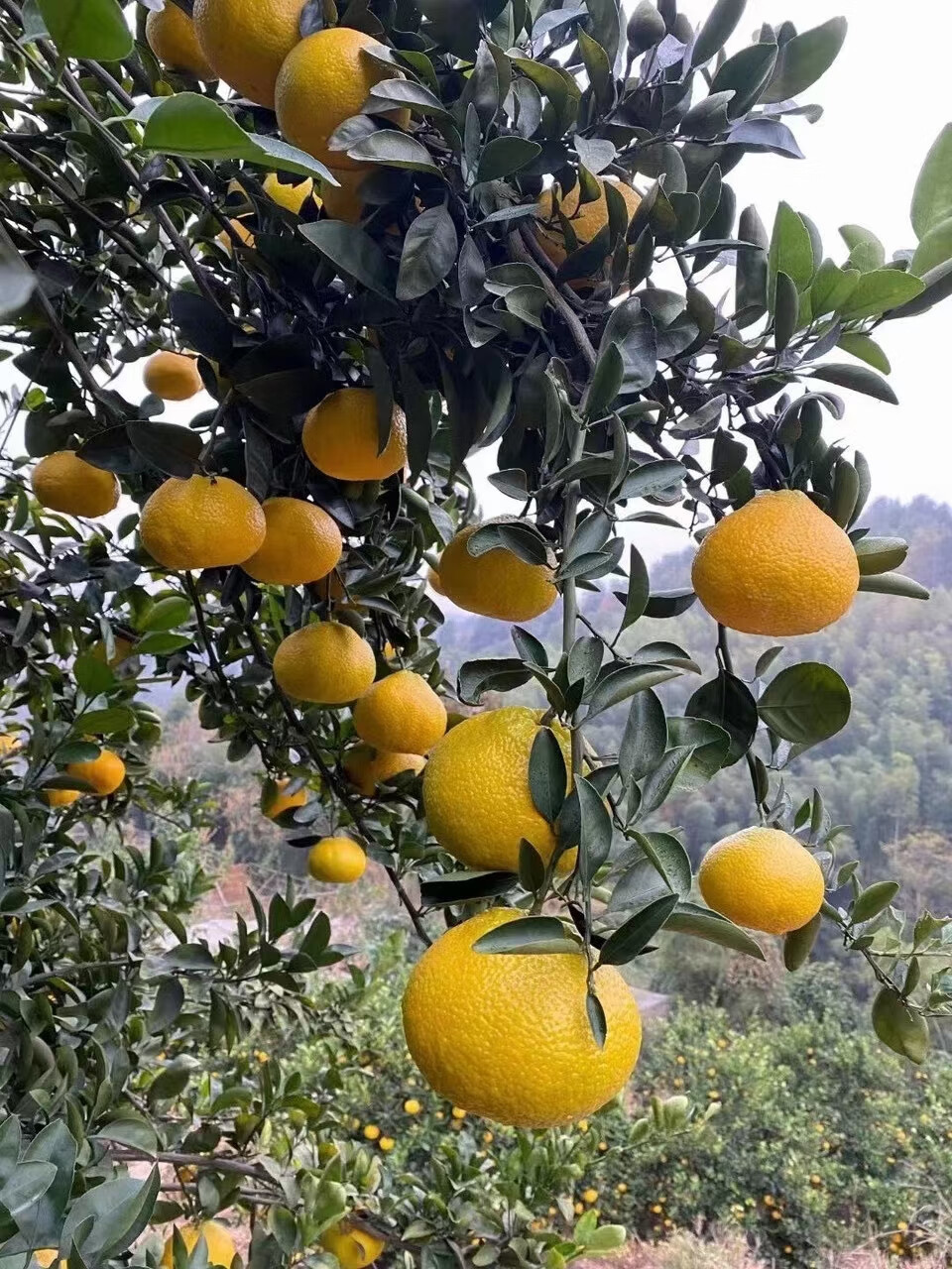 桔柚建阳新鲜甜桔柚水果礼盒福建产地甜橘柚8斤礼盒