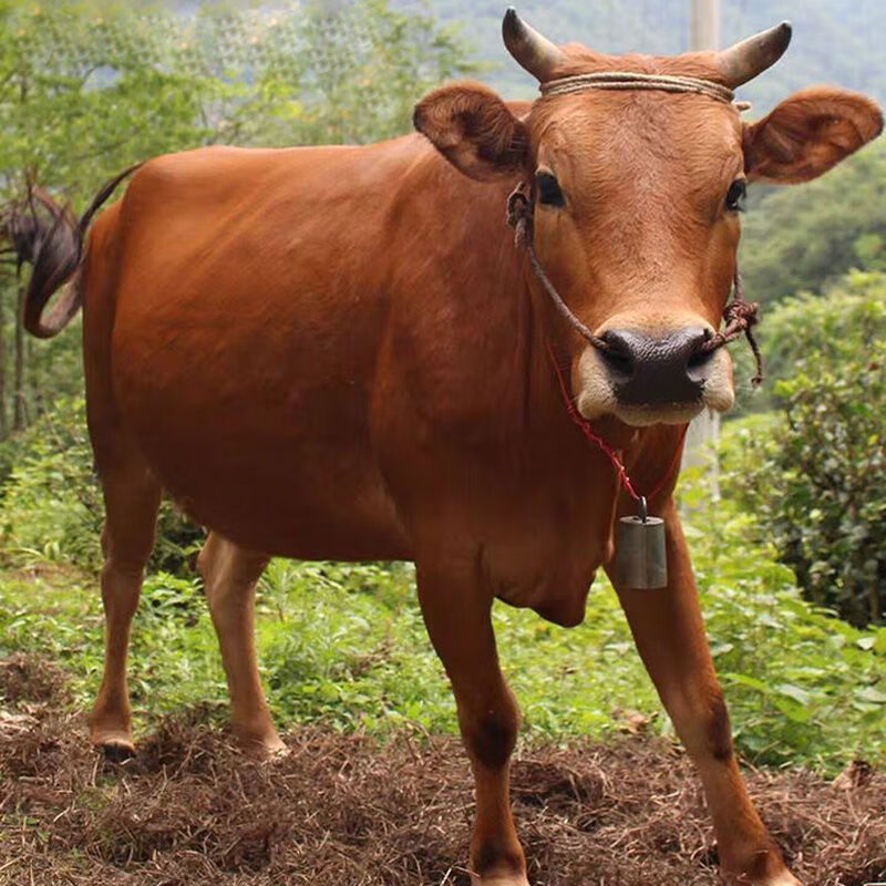 牛脸肉4斤黄牛牛头肉整个全熟牛脸肉整块新鲜生牛肉2斤熟食牛头肉4斤