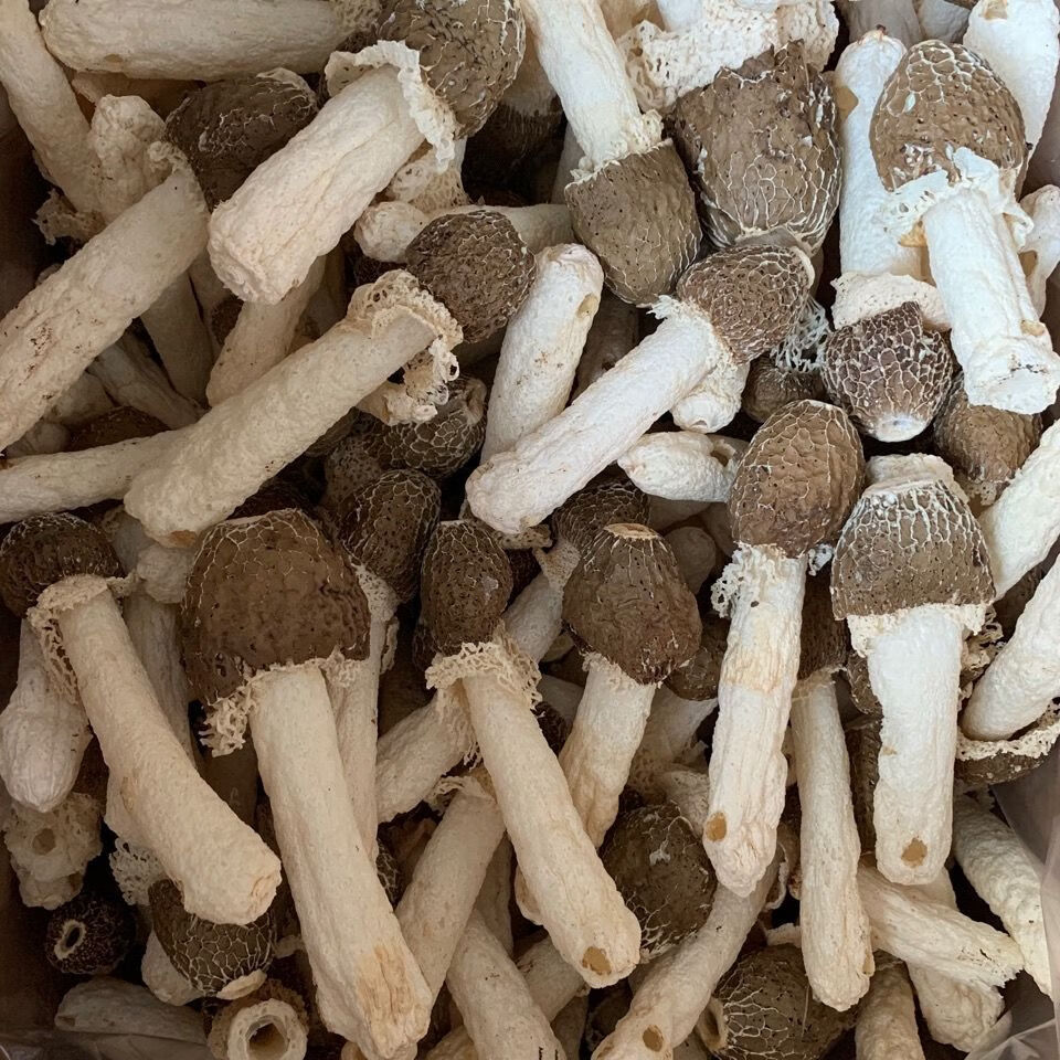 竹荪干货竹荪野生竹荪菌黑头竹荪野生干货特产煲汤材料黑头竹荪200g