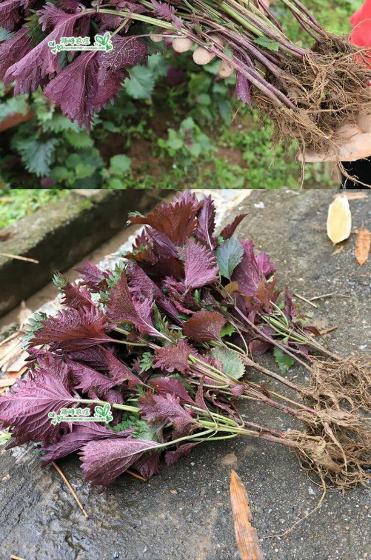 20棵农家紫苏苗现摘新鲜食用紫苏盆栽苗根带土发货简单易活伊梵麦紫苏