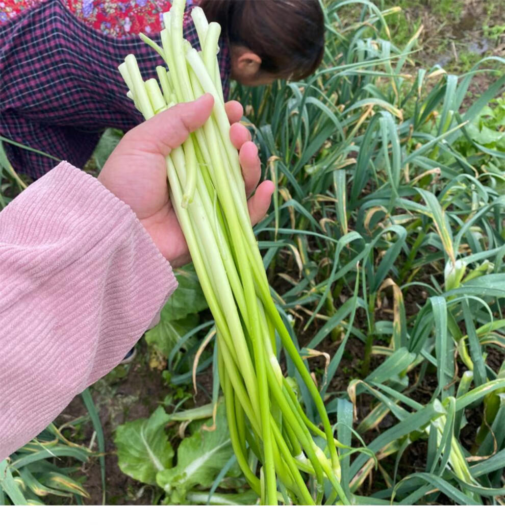 湖北新鲜蒜苔农家自种现剥白帽蒜薹应季新鲜蔬菜蒜苗蒜心 1斤【图片
