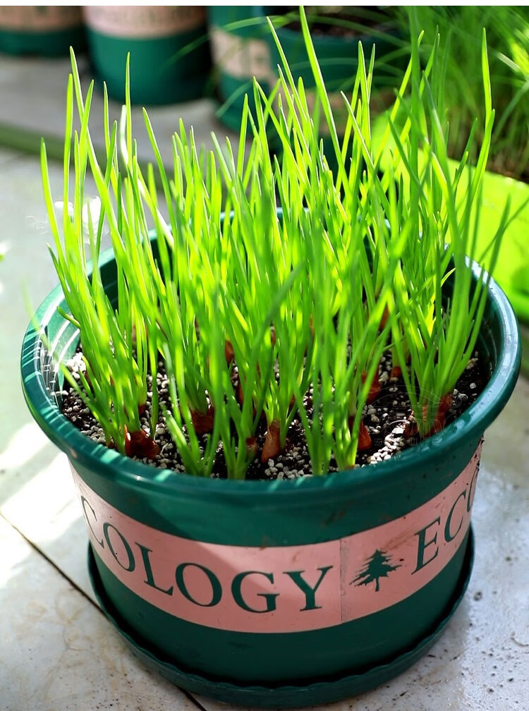 四季小香葱种头葱种籽火葱红头葱种子苗阳台盆栽葱苗小葱孑火葱头