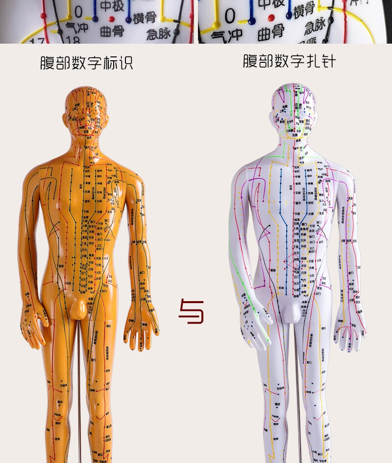 穴位模型超清晰经络穴位针灸小人模35cm针炙穴位模型中医穴位人体模型