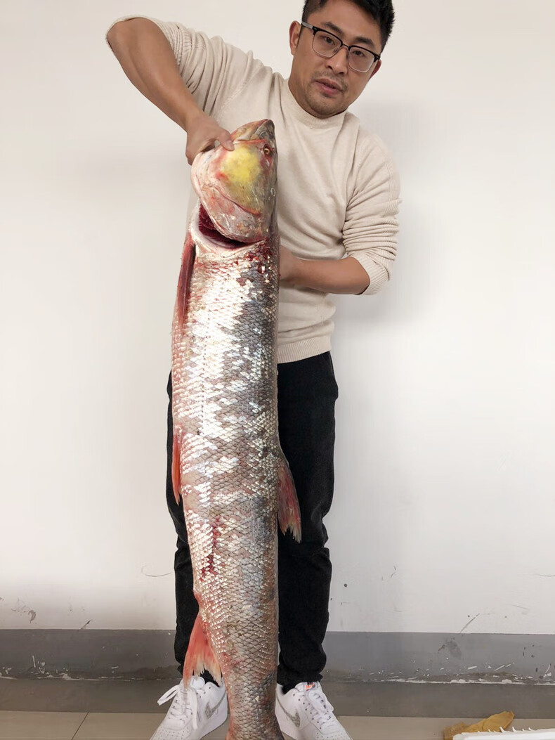 凸农草鱼鲜活大新鲜活鱼混子草根鱼淡水鱼脆肉顺丰腾旺纳跃