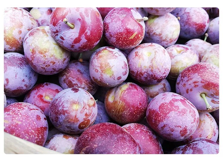 宝兴脆红李四川省宝兴县红脆李李子 3斤 20-25g【图片 价格 品牌 报价