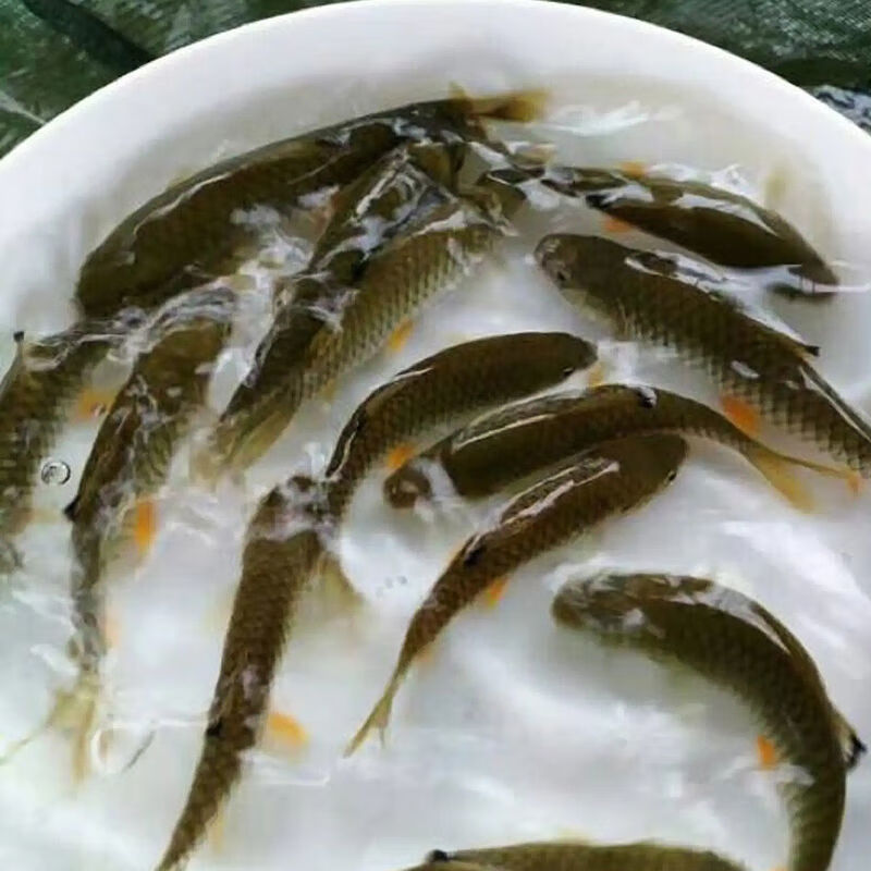 嘉瑰軍魚苗青竹鯇魚光倒刺䰾魚苗光魚河堅淡水包活清波河娟高蛋白飼料