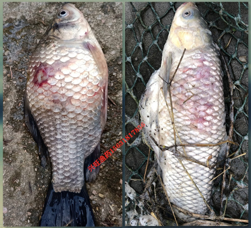 水產養殖水黴病白毛病腐皮爛鰓爛尾水黴淨魚塘龜甲魚藥500ml1瓶