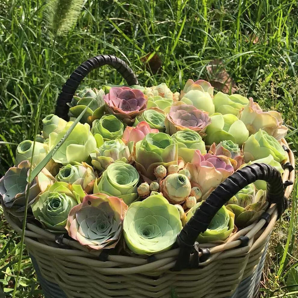 精选绿植酒杯玫瑰多肉植物山地玫瑰鸡蛋玫瑰原盆原土办公桌面阳台客厅