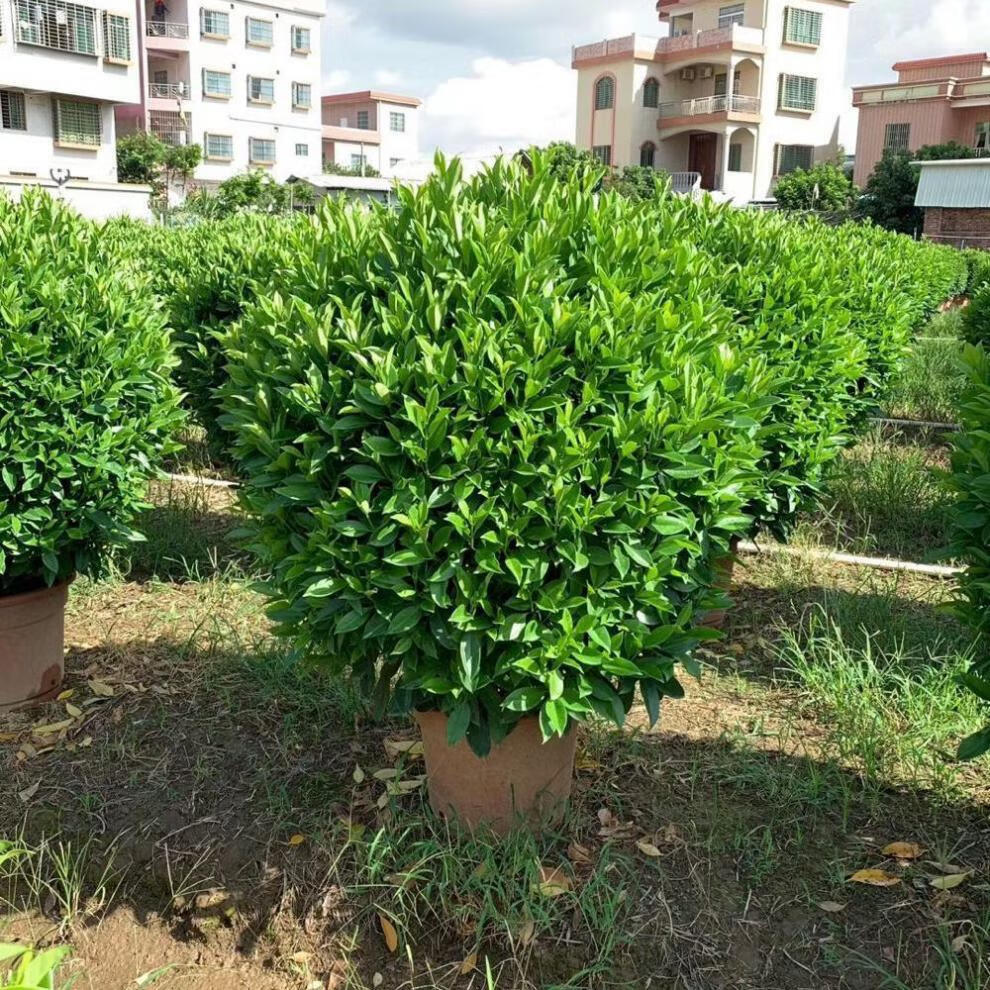非洲茉莉华灰莉木箐黄果庭院中阳台上种植适应性强喜温暖,好阳光 非洲