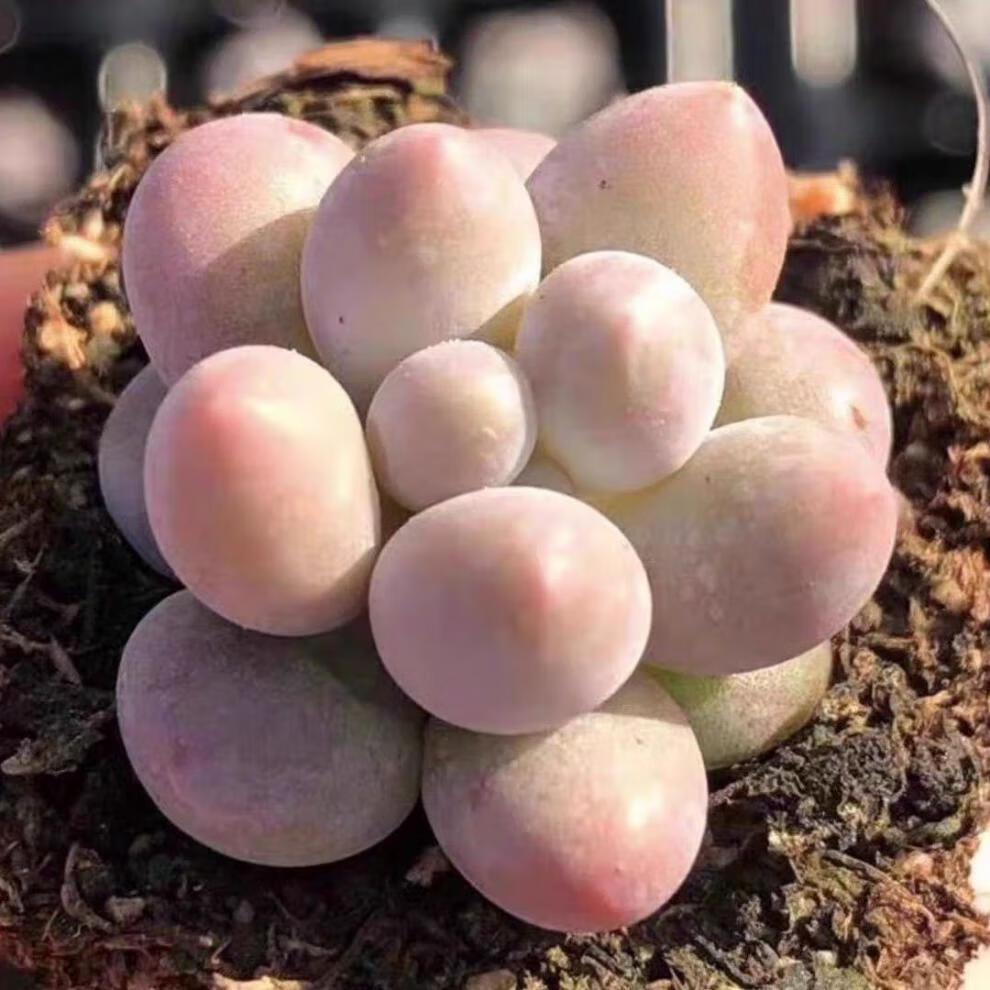 多肉 多肉植物 多肉汤圆超萌贵货2厘米左右可爱多肉 【特惠7颗】萌物