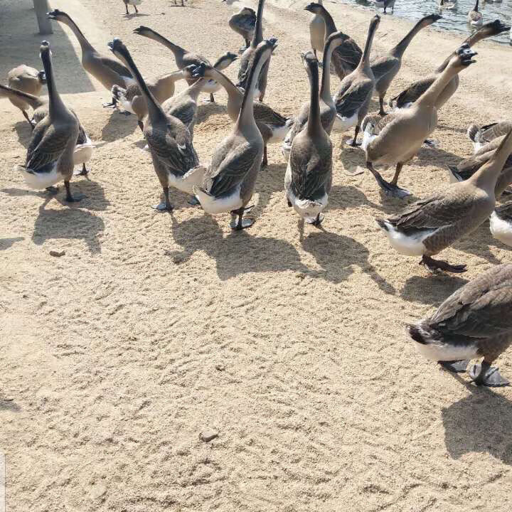 广东清远黑棕鹅农家新鲜大鹅肉整只活体现杀白草鹅冰冷冻老鹅5359斤焖