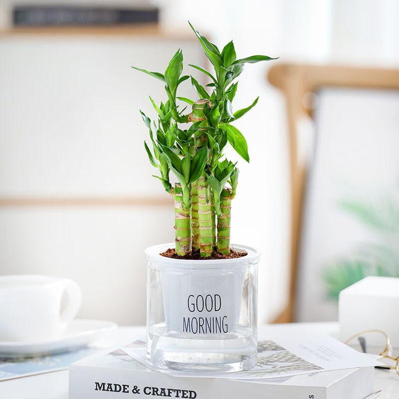 【精品绿植】富贵竹盆栽办公室竹植物室内好养水培绿植节节高竹子四季