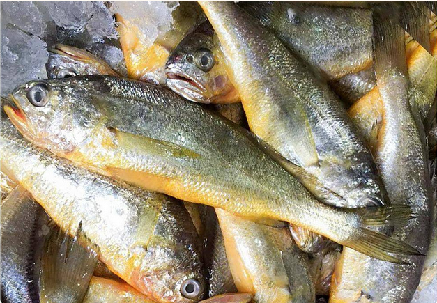 小黄花鱼新鲜冷冻 海鲜水产鲜活海鱼生鲜东海黄花鱼 昌盛隆 大号(6-8