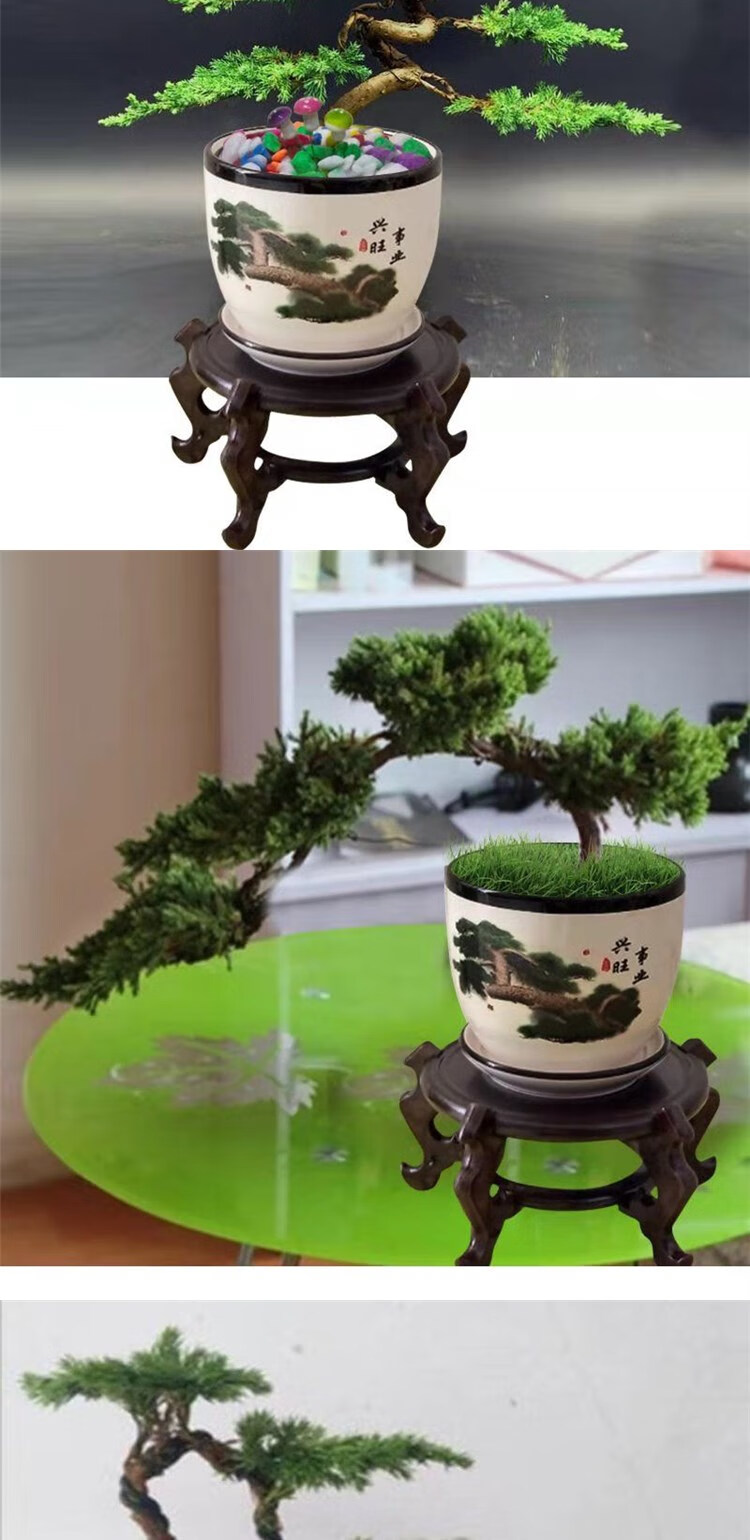 迎客松盆景真树小办公室摆件客厅盆栽四季长青绿植地柏好养 造型苗30c