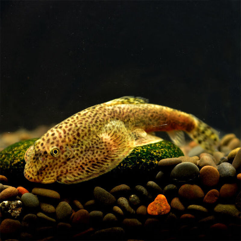 荣郁冷水清道夫清洁鱼原生鱼吸鳅工具鱼琵琶鱼吃垃圾擦玻璃皮实好养12