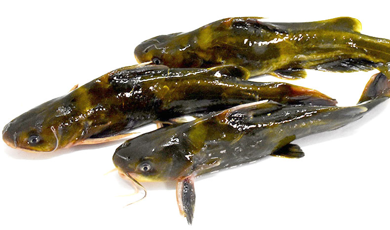 南棠新鲜黄骨鱼昂刺鱼黄刺鱼 黄颡 黄辣丁昂公嘎鱼 4斤装【图片 价格