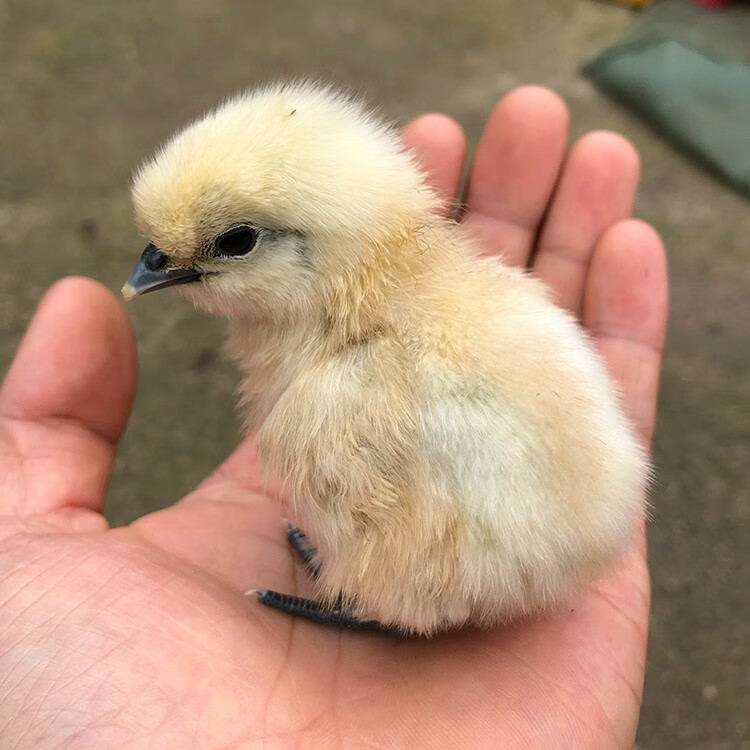 正宗白凤乌鸡种蛋快大型肉鸡竹丝乌骨鸡受精蛋可孵化受精卵鸡35枚